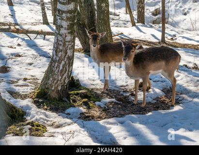 doe steht ruht auf trockenem Gras im Wald, in natürlichem Lebensraum. Doe oder europäischer Dama dama mittelgroßer Hirsch in Europa verbreitet. Winterzeit Stockfoto