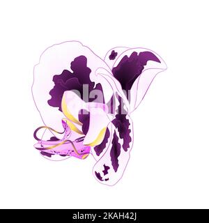 Blume Orchidee mit Flecken lila und weißen Phalaenopsis tropische Pflanze auf einem weißen Hintergrund vintage Vektor botanische Illustration für Design editab Stock Vektor