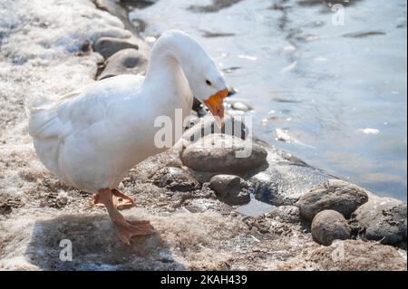 Weiße Gans am Teich im Winter. Weiße gefiederte Hausgänse, die im Winter in einem Teich spazieren gehen. Weiße Gänse standen an einem Wintertag am See Stockfoto