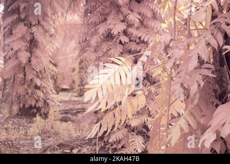 Infrarotbild der wilden schleichenden Monstera-Pflanze. Stockfoto