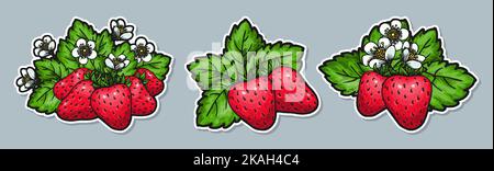 Handgezeichnetes Aufkleber-Set mit Erdbeer. Ganze rote Beeren Blätter Blüten. Gesunde Früchte süße Erdbeeren für Grußkarte, Poster, Aufnäher, Klamottendruck, Flyer, Emblem. Bauernmarkt Öko-Produkt-Abzeichen Stock Vektor