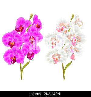 Zweige Orchidee Phalaenopsis lila und weißen Blüten und Blätter tropischen Pflanzen Stamm und Knospen auf einem weißen Hintergrund vintage Vektor botanischen Illust Stock Vektor