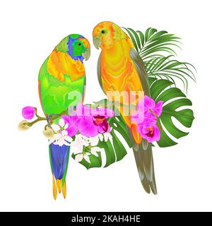 Sun Conure Papageien tropische Vögel stehen auf einer lila Orchidee Phalaenopsis und Palmen, Phiodendron auf einem weißen Hintergrund Vektor-Illustration editierbar ha Stock Vektor