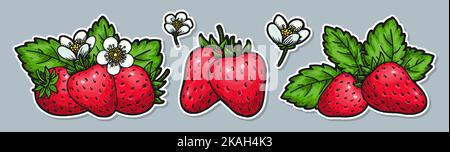 Rote Erdbeeretiketten. Ganze reife Beeren sind mit Blättern und Blütenblüten überwachsen. Bauern vermarkten ein Abzeichen für gesunde Öko-Lebensmittel. Süße Frucht Cartoon-Tags mit weißer Kontur für Karte, Scrapbooking, Patch Stock Vektor