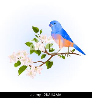 Bluebird drosseln kleine songbirdon auf einem Apfelbaum Zweig mit Blumen vintage Vektor Illustration editierbare Hand zeichnen Stock Vektor