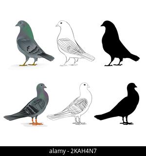 Tauben Träger inländischen Rassen Sport Vögel natürliche und Kontur und Silhouette vintage set zwei Vektor Tiere Illustration für Design editierbar ha Stock Vektor