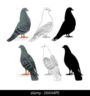 Träger Tauben inländischen Rassen Sport Vögel natürliche und Kontur und Silhouette vintage set one Vektor Tiere Illustration für Design editierbar han Stock Vektor