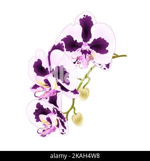 Stem Orchid Phalaenopsis mit Punkten lila und weißen Blüten und Knospen tropischen Pflanzen auf einem weißen Hintergrund vintage Vektor botanische Illustration fo Stock Vektor