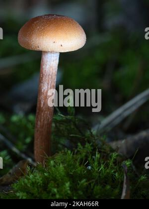 Orange filigrane Pilze im Moos auf Waldboden. Makroansicht vom Lebensraum aus. Naturfoto Stockfoto