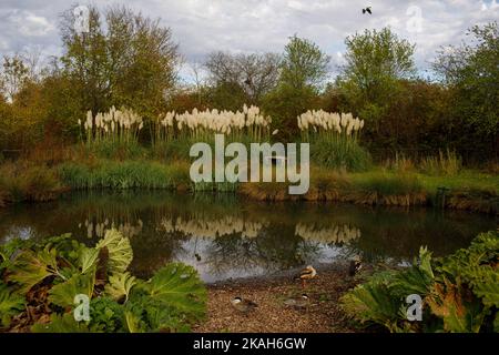 London, Großbritannien. 31. Oktober 2022. Dieses Foto vom 31. Oktober 2022 zeigt eine Ansicht des London Wetland Centre in London, Großbritannien. Quelle: Tim Ireland/Xinhua/Alamy Live News Stockfoto