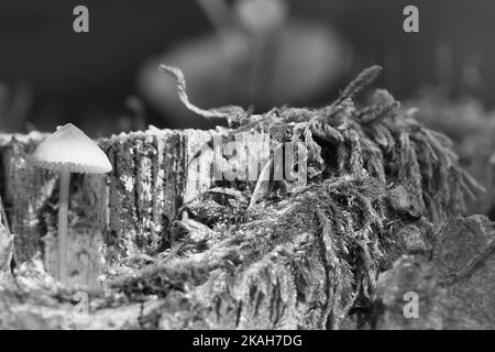 Ein filigraner kleiner Pilz in Schwarz und Weiß, aufgenommen in einer Baumwurzel, mit Lichtfleck im Wald. Waldboden mit Moos und Kiefernnadeln. Makroaufnahme Stockfoto