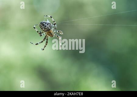 Kreuzen Sie die Spinne in einem Spinnennetz, lauern Sie nach Beute. Unscharfer Hintergrund. Ein nützlicher Jäger unter Insekten. Arachnid. Tierfoto aus der Wildnis. Stockfoto