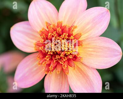 Eine Nahaufnahme des Zentrums der Anemonart Dahlia total Tangerine Stockfoto
