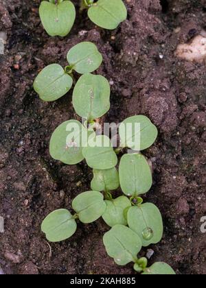Eine Nahaufnahme einer neu gekeimten Reihe von Maissalat-Sämlingen mit den ersten echten Blättern, die zwischen den Cotyledons erscheinen Stockfoto