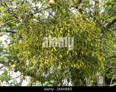 Eine große Mistelpflanze, die sich gut auf einem alten Apfelbaum etabliert hat Stockfoto