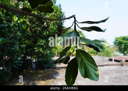 Frische Mango Grüne Blätter isoliert auf natürlichem Hintergrund Stockfoto