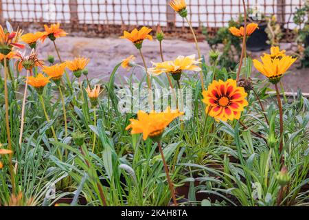 Blumenküchen. Dekorative Topfpflanzen stehen zum Verkauf. Lieferung von Blumen. Kleinunternehmen. Stockfoto