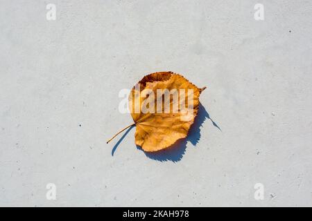 Eine separate welkes Blatt Herbst Mal Stockfoto