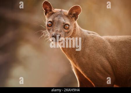 Europäischer Dachs, Meles meles, Niedrigwinkelfoto eines männlichen Fangfisches, schwimmend im Waldbach. Badger reflektiert sich in ruhiger Wasseroberfläche. Stockfoto