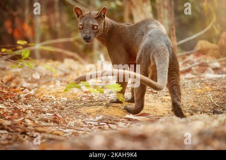 Fossa Madagaskars. Spitzenfeind, Lemurenjäger. Allgemeine Ansicht, Fossa-Männchen mit langem Schwanz in natürlichem Lebensraum. Schattierungen von Braun und Orange. Gefährdete Wildbahn Stockfoto