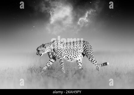 Künstlerisch, monochrom gestaltetes Foto eines Gepardes, Acinonyx jubatus in der offenen Savanne vor einem verschwommenen dunklen Hintergrund. Stockfoto