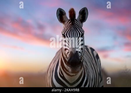 Porträt eines Zebras. Nahaufnahme eines Zebras, das direkt in die Kamera blickt, rosa-blauer Himmel im Hintergrund. Stockfoto