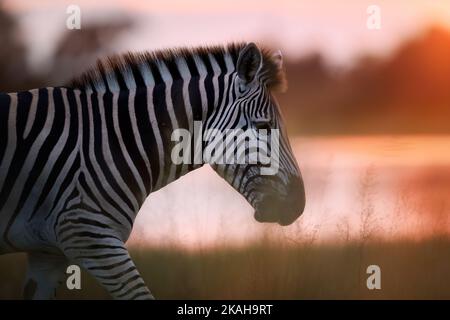 Porträt eines Zebras. Nahaufnahme, Seitenaufnahme des Zebras gegen das Leuchten der aufgehenden Sonne und goldfarbener Fluss im Hintergrund. Stockfoto