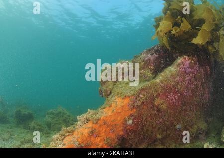 Felsiges Riff in flachem Wasser, bedeckt mit orangen, umhüllenden Schwämmen und violetten Mischtunikaten. Ort: Leigh Neuseeland Stockfoto