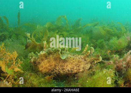 Große gefleckte Seemase Aplysia dactylomela auf dem Meeresboden zwischen grünen und braunen Algen. Ort: Leigh Neuseeland Stockfoto