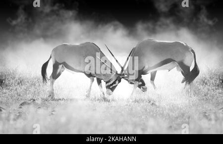 Harter Kampf zwischen zwei männlichen Oryx-Antilopen. Schwarz-Weiß, kunstvoll verarbeitet, Staub und dunkler Hintergrund. Tiere von Kalahari, Botswana Safari. Stockfoto