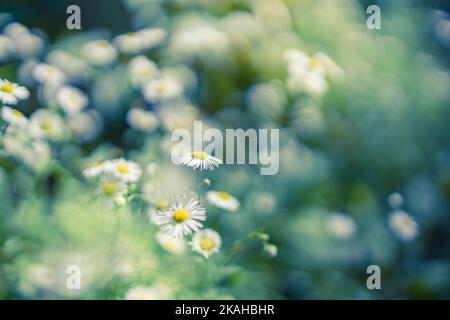 Wilde Gänseblümchen Wiesengras im Wald bei Sonnenuntergang. Makrobild, geringe Schärfentiefe. Abstrakt Frühling Sommer Natur Hintergrund. Idyllische Entspannung Stockfoto