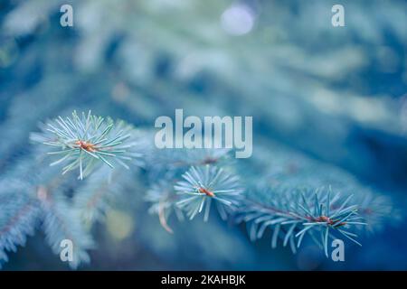 Nahaufnahme der blauen Fichte. Flacher Fokus, Hintergrund- und Vordergrundunschärfe. Tannenbaum-Brunch aus nächster Nähe. Kiefernbaum. Tannenbäume in der Natur. Stockfoto