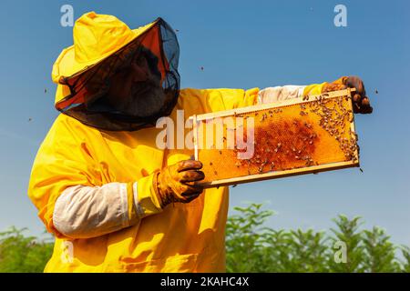 Imker in gelbem Anzug mit Bienenstock Rahmen mit Bienen und Honig an einem Sommertag, blauer Himmel im Hintergrund Stockfoto