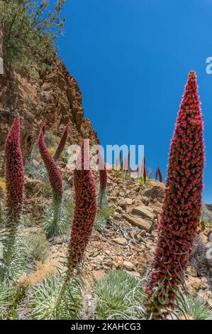 Viele Kegel von rotem Glanz auf blauem Himmel und felsigen Hügel Hintergrund Stockfoto