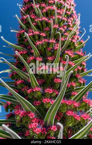 Rote und blaue Blumen zeigen Nahaufnahme des roten Glanzgrades, Ansicht von unten. Stockfoto