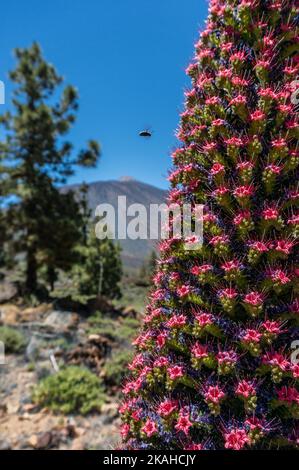 Turm aus Juwelen Blumen Turm aus der Nähe. Bestäubt von einem Insekt Tajinaste rojo Stockfoto