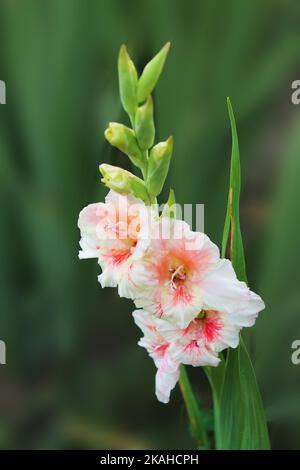 Sanfter Gladiolus von weiß-rosa Farbe wird in Lchas der Sommersonne niedergelegt. gladiolus auf einem isolierten grünen Hintergrund Stockfoto