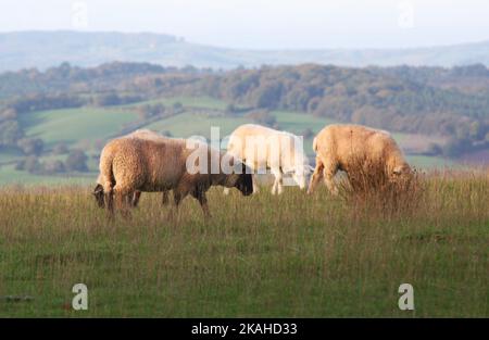 Farm Land Wälder und Kirchen Stockfoto