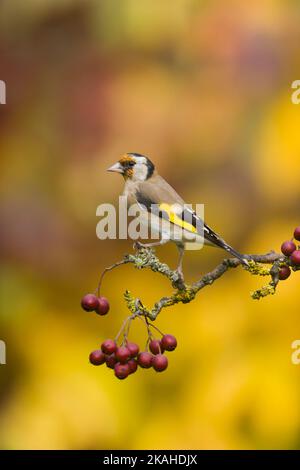 Europäischer Goldfink Carduelis carduelis, erwachsen auf Weißdornzweig mit Beeren, Suffolk, England, Oktober Stockfoto