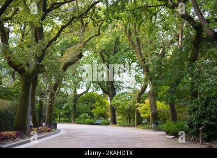 Pfad umgeben von Bäumen im Alameda Park, in Santiago de Compostela Stockfoto