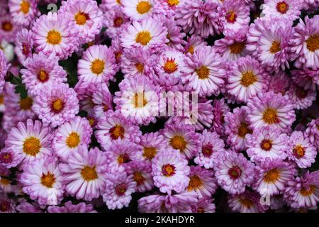 Farm Land Wälder und Kirchen Stockfoto