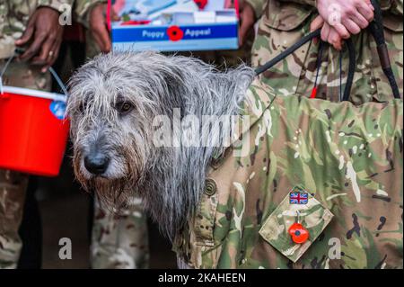 London, Großbritannien. 3.. November 2022. Seamus trägt seinen Mohn vor Stolz - der Botschafter der Royal British Legion, Ross Kemp, startet den diesjährigen London Poppy Day bei der Horse Guards Parade zusammen mit Mitgliedern der Irish Guards und ihrem irischen Wolfhound-Maskottchen Seamus. Kredit: Guy Bell/Alamy Live Nachrichten Stockfoto