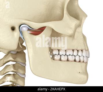 Kiefergelenk: Die Kiefergelenke. Gesunde Okklusionsanatomie. Medizinisch akkurate 3D Illustration des menschlichen Zahns und Prothesenkonzepts Stockfoto