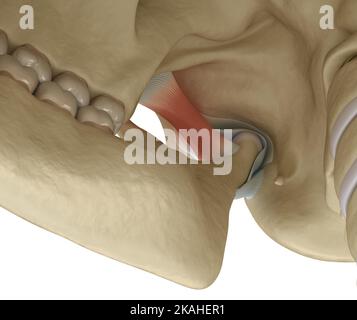 Kiefergelenk: Die Kiefergelenke. Gesunde Okklusionsanatomie. Medizinisch akkurate 3D Illustration des menschlichen Zahns und Prothesenkonzepts Stockfoto