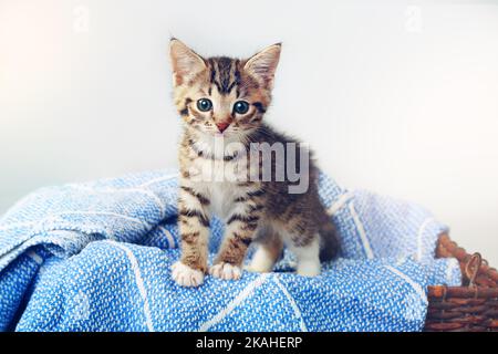 Alle Pfoten nach unten, ich bin am süßesten. Studioaufnahme eines entzückenden tabby Kätzchens, das auf einer weichen Decke in einem Korb sitzt. Stockfoto