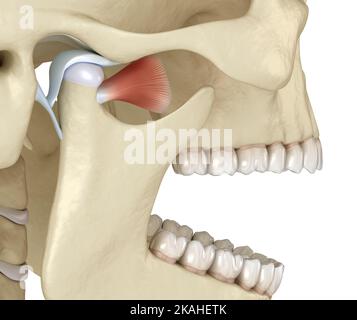 Kiefergelenk: Die Kiefergelenke. Gesunde Okklusionsanatomie. Medizinisch akkurate 3D Illustration des menschlichen Zahns und Prothesenkonzepts Stockfoto