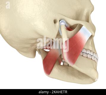 Kiefergelenk: Die Kiefergelenke und Muskeln. Medizinisch genaue 3D-Darstellung. Stockfoto