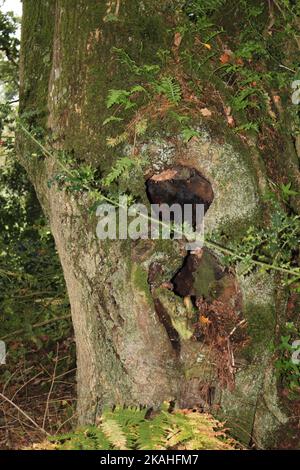 Farm Land Wälder und Kirchen Stockfoto
