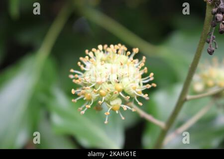 Farm Land Wälder und Kirchen Stockfoto