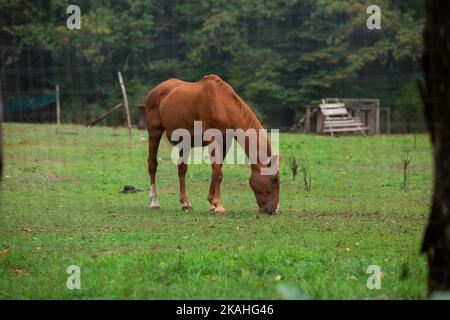 Ein braunes Pferd im Freien an nebligen Morgen im grünen Himmel. Mall stehen in Stall in Bauernhof. Freiheitskonzept. Traditionelle italienische Art der Natur Stockfoto